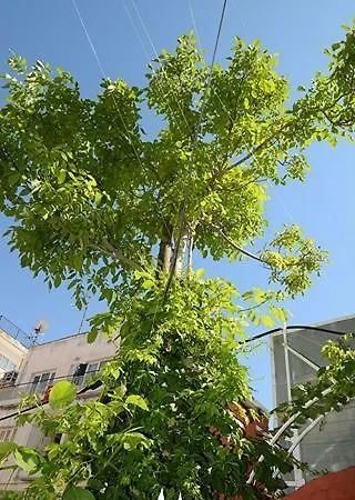 Alis Kusadası